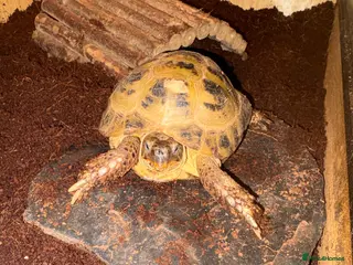 Tortoise reptiles 2 x Russian tortoises with setup - Advert 7