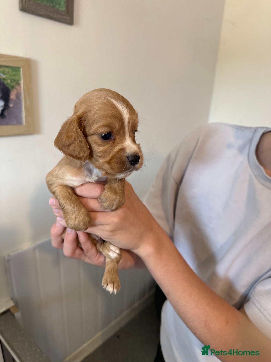 Cocker Spaniel dogs for sale: Kc cocker spaniels  - Image 17