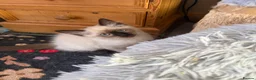 Ragdoll cats for sale: REDUCED 2 for £700 Male Ragdolls  - Advert 5