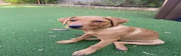 Labrador Retriever dogs for sale: KC Reg Fox Red Lab Puppy, Health Tested Parents in Street - Advert 4