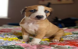 Mixed Breed dogs for sale: Collie bull greyhound puppies - Image 3