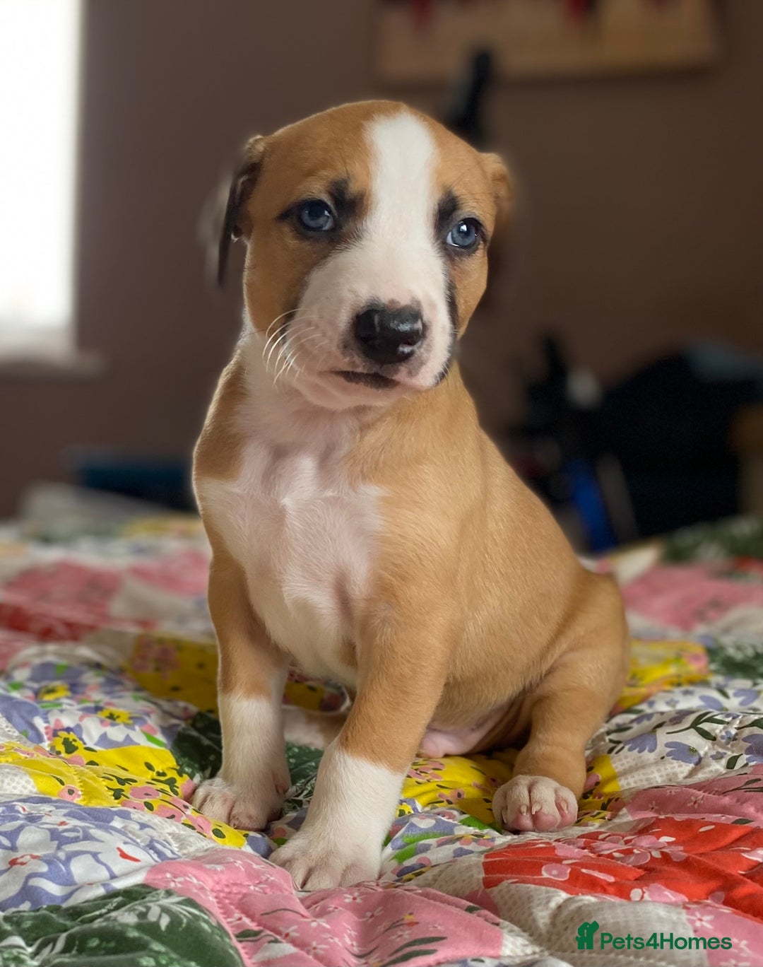 Mixed Breed dogs for sale: Collie bull greyhound puppies - Image 3