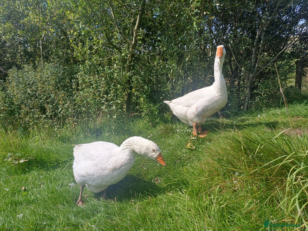 Geese poultry for sale: Beautiful Emden Geese - Image 8