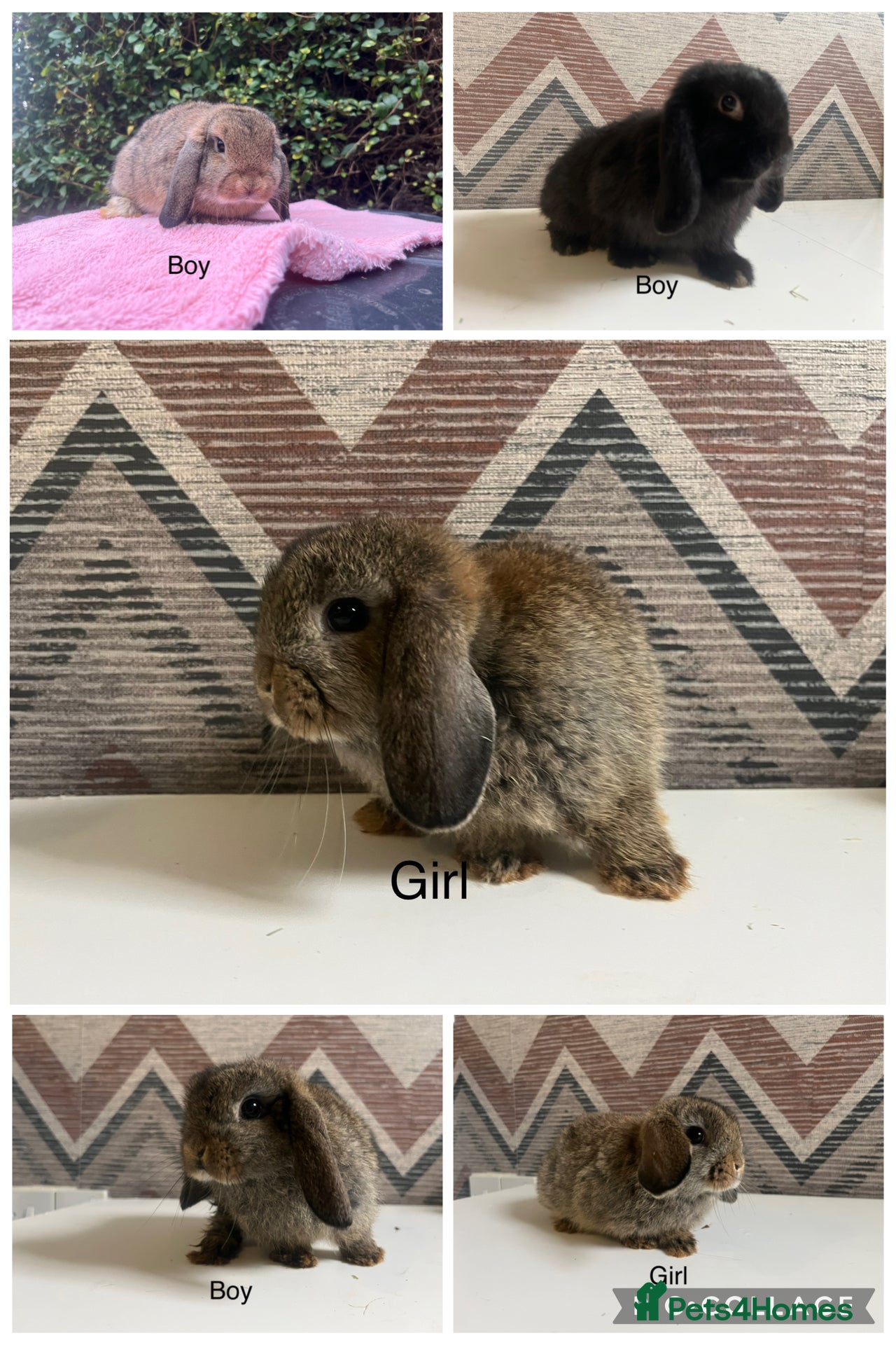 Mini Lop rabbits Mini lops available  - Advert 5