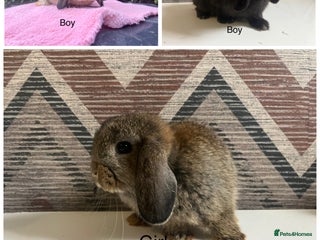 Mini Lop rabbits Mini lops available - Advert 5