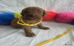 Goldendoodle dogs for sale: 👑Superb Rare Toy/Mini Deepest Red Goldendoodles👑 - Image 24