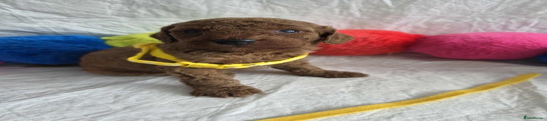 Yellow collar boy 