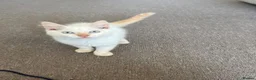 Ragdoll cats for sale: Flame point ragdoll, pure ragdoll in London - Advert 3