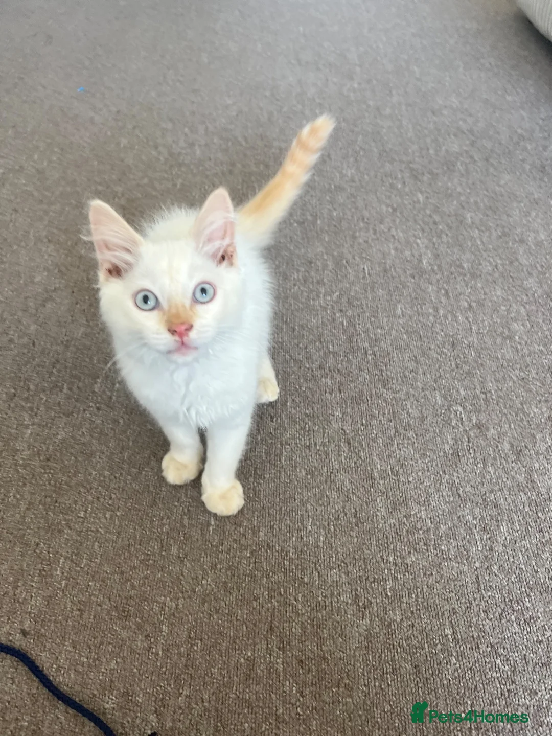 Ragdoll cats for sale: Flame point ragdoll, pure ragdoll in London - Advert 3