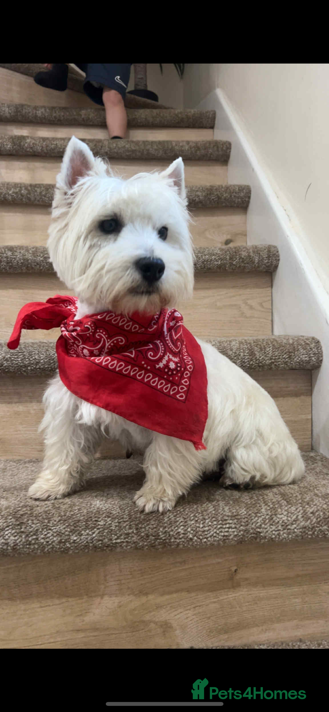 West Highland Terrier dogs for sale: Kc registered west highland white puppies.  - Advert 2