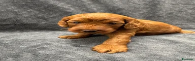 Cockapoo 2