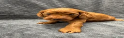 Cockapoo dogs for sale: Wonderful F1 Cockapoos in Mitcham - Advert 15