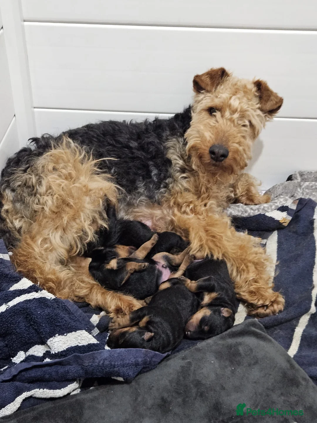 Welsh Terrier dogs for sale: Show Lines Stunning KC Welsh Terriers Puppies in Crewe - Advert 2