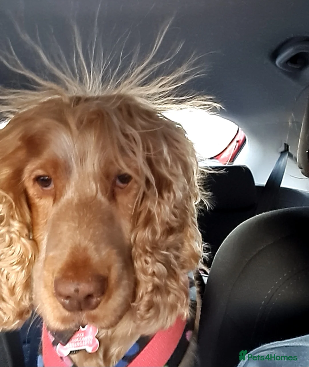 Cocker Spaniel dogs for stud: Proven Handsome Show Cocker Spaniel For Stud in Rochdale - Advert 1