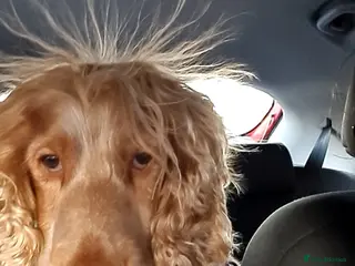 Cocker Spaniel dogs Proven Handsome Show Cocker Spaniel For Stud - Advert 17