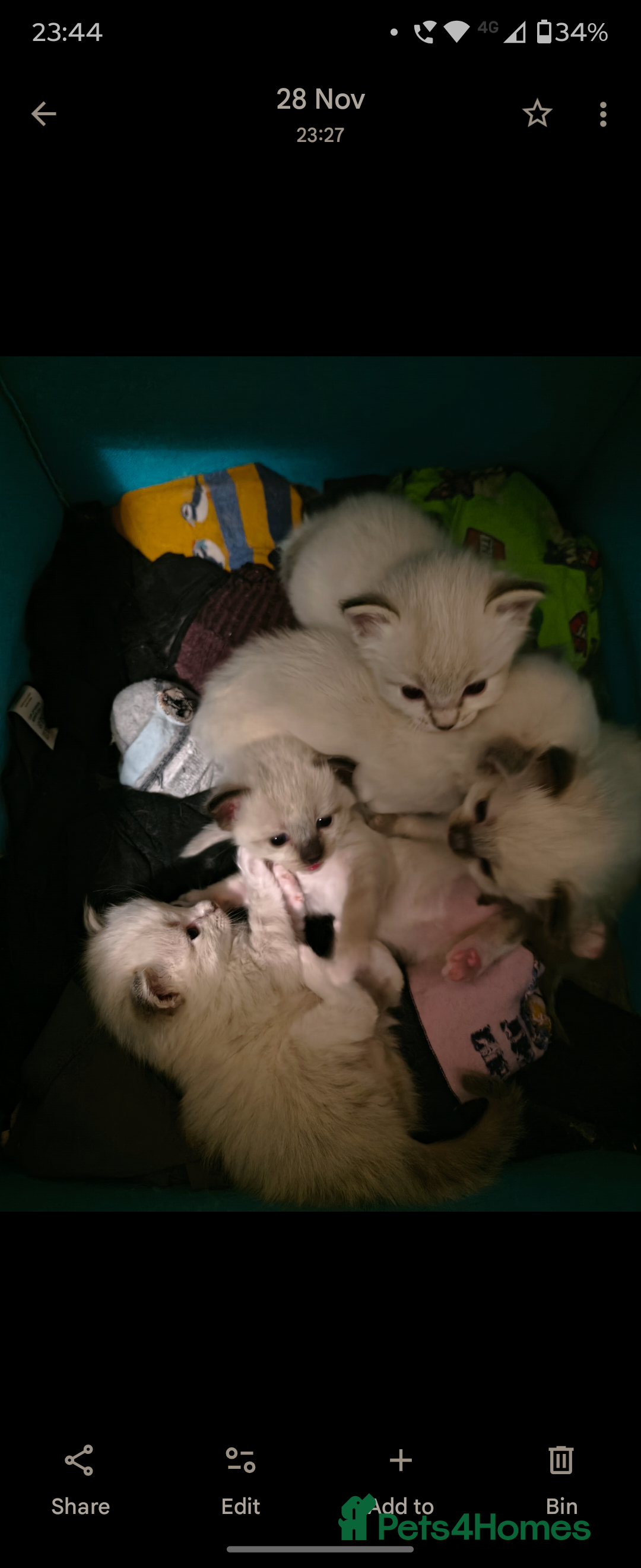 Ragdoll cats for sale: Pure bred Blue- Mitted Seal Point ragdoll kittens  - Advert 13