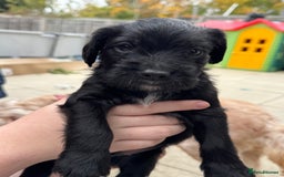 Mixed Breed dogs for sale: Beautiful unique puppies  - Image 2