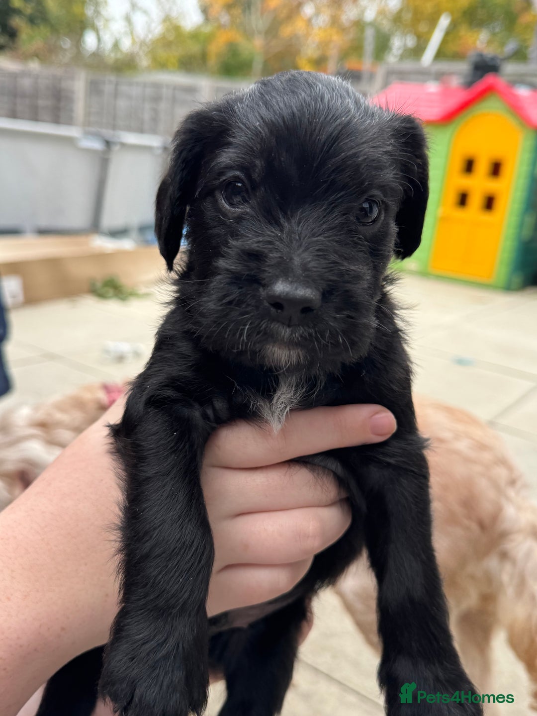 Mixed Breed dogs for sale: Beautiful unique puppies  - Image 2