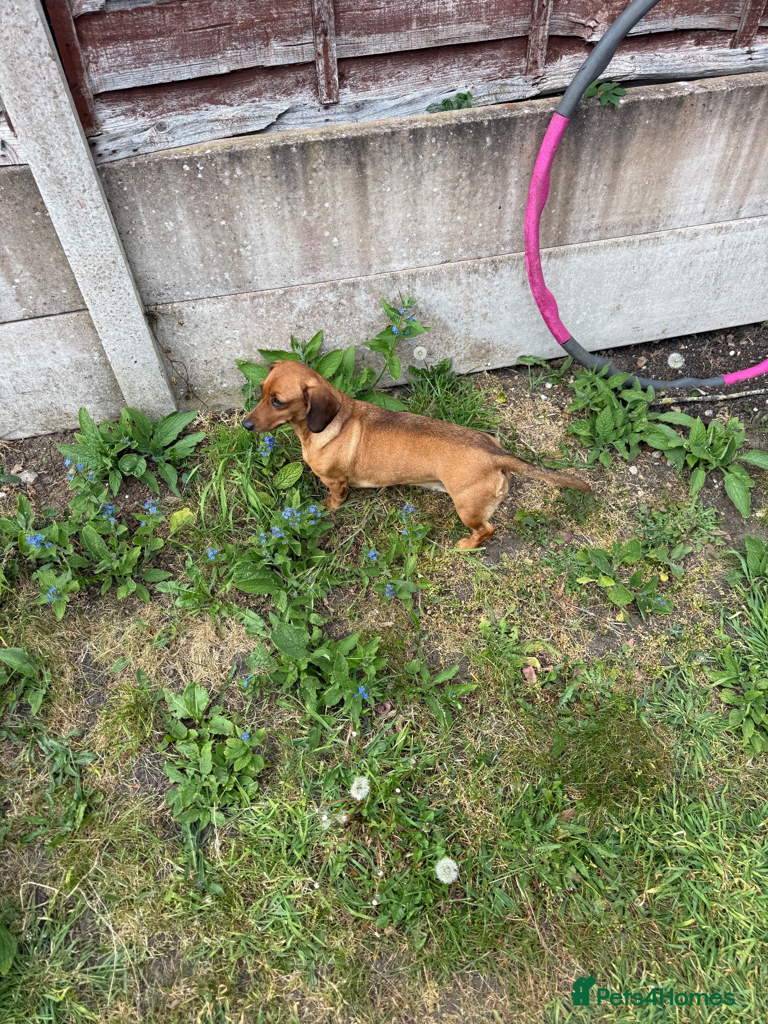 Dachshund dogs Nella  - Advert 3