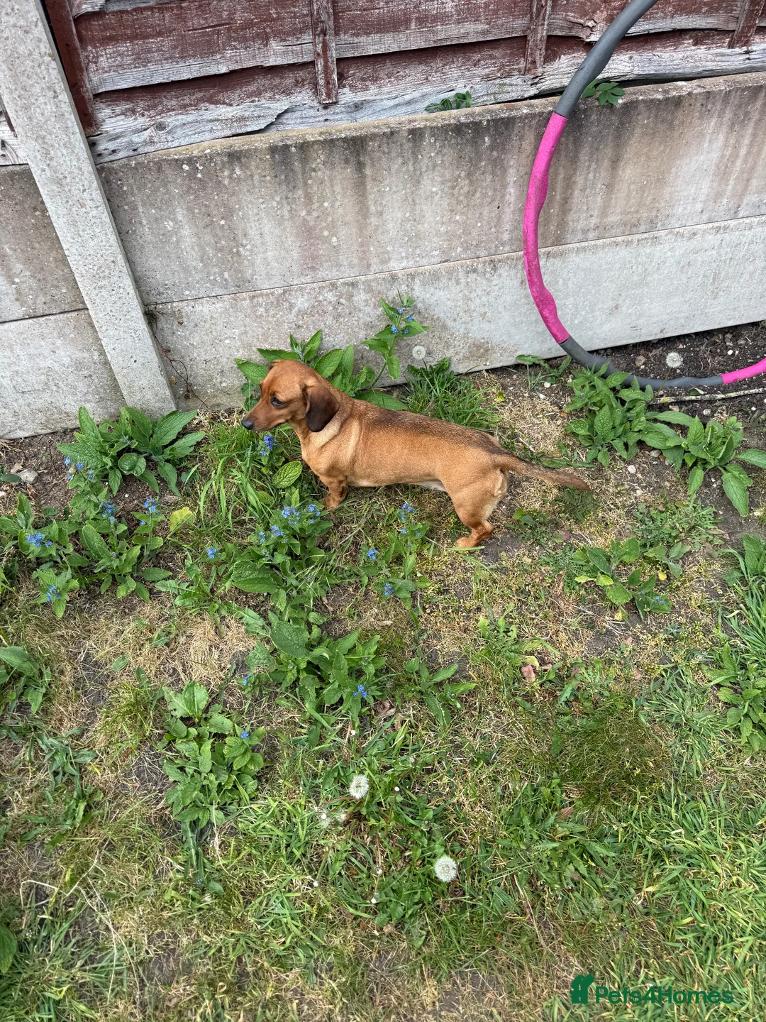 Dachshund dogs for stud: Nella  - Advert 1