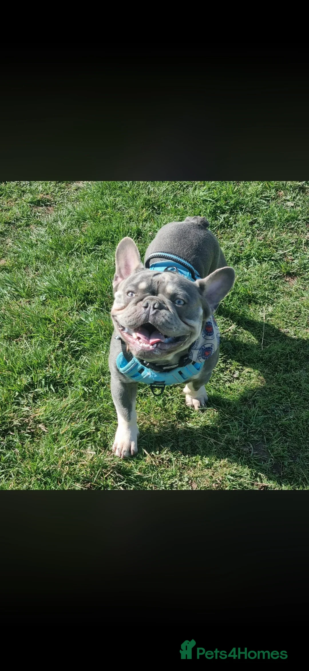 French Bulldog dogs for stud: Blue and tan frenchie bulldog looking to stud  - Advert 2