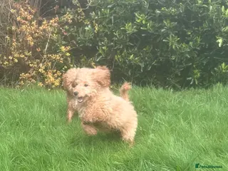 Miniature Poodle dogs Fully vaccinated poodles - Advert 3
