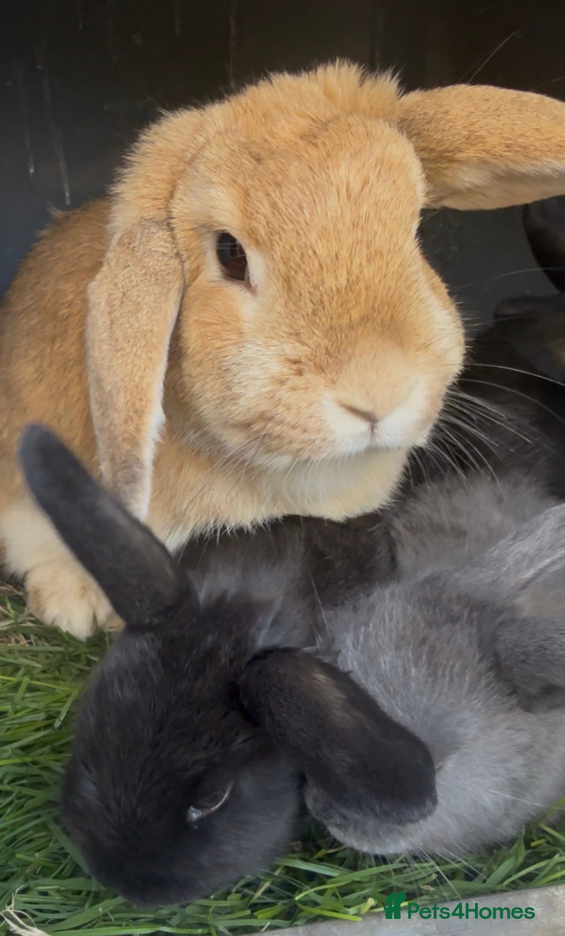 Mini Lop rabbits Pure bred mini lop bunnies - ready 8/7/26 - Advert 2