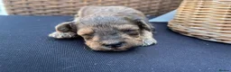 Cockapoo dogs for sale: F1b merle cockapoo  in Bicester - Advert 6