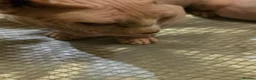 Sphynx cats for sale: Sphynx kittens 2 girls 1 boy - Advert 15