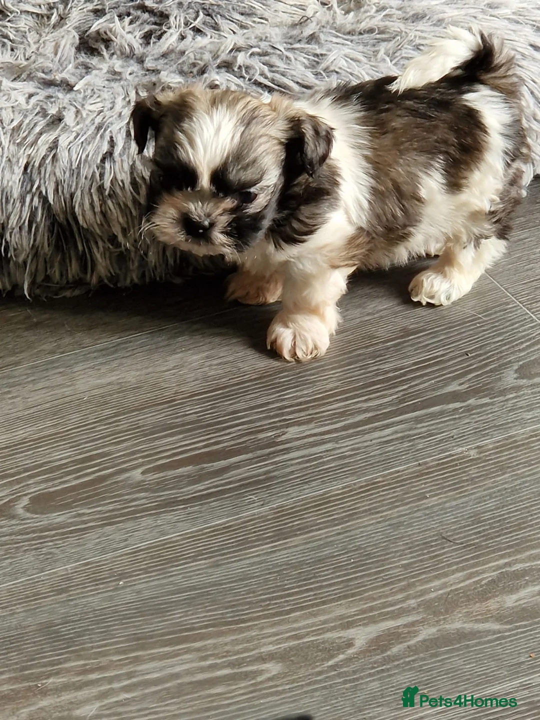 Shih Tzu dogs for stud: Shih tzu stud in Tipton - Advert 10