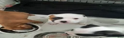 Mixed Breed dogs for sale: 3/4 French bulldog/1/4 American bully  - Advert 12