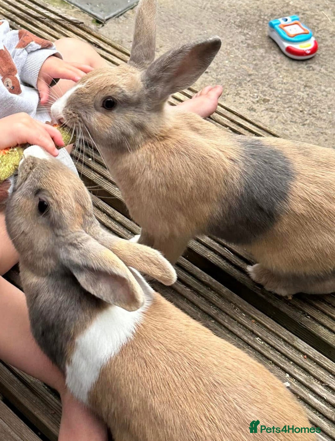 Mixed Breed rabbits for sale: 2 sisters  - Advert 4