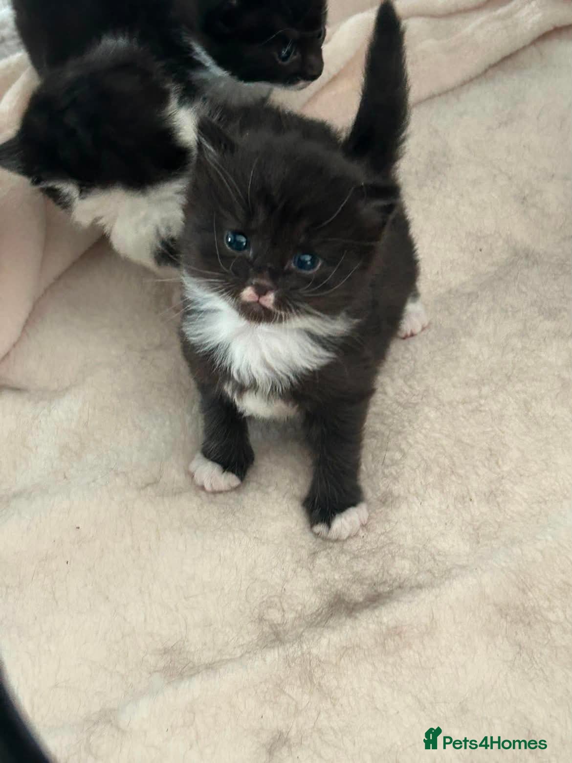 Domestic Shorthair cats Kittens for sale - Advert 10