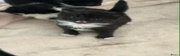 Domestic Shorthair cats for sale: Kittens for sale in Sheerness - Advert 1