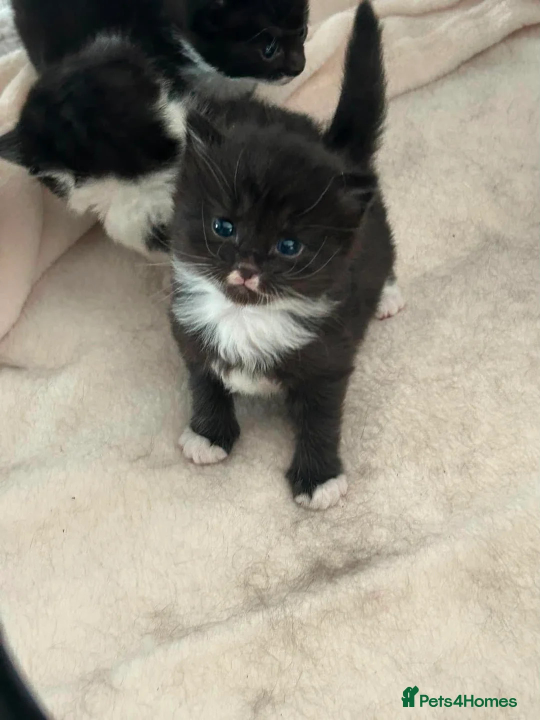 Domestic Shorthair cats for sale: Kittens for sale in Sheerness - Advert 1