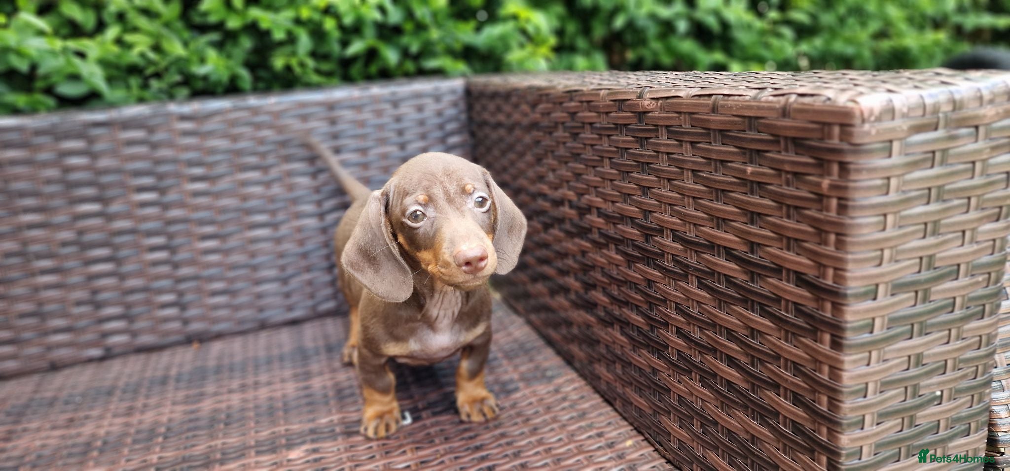 Miniature Dachshund dogs LAST PUPPY AVAILABLE  MINI DACHSHUND  - Advert 13