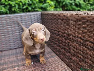 Miniature Dachshund dogs LAST PUPPY AVAILABLE MINI DACHSHUND - Advert 13