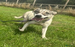 Mixed Breed dogs for adoption: Lotty (2) Norwich Norfolk  - Image 2