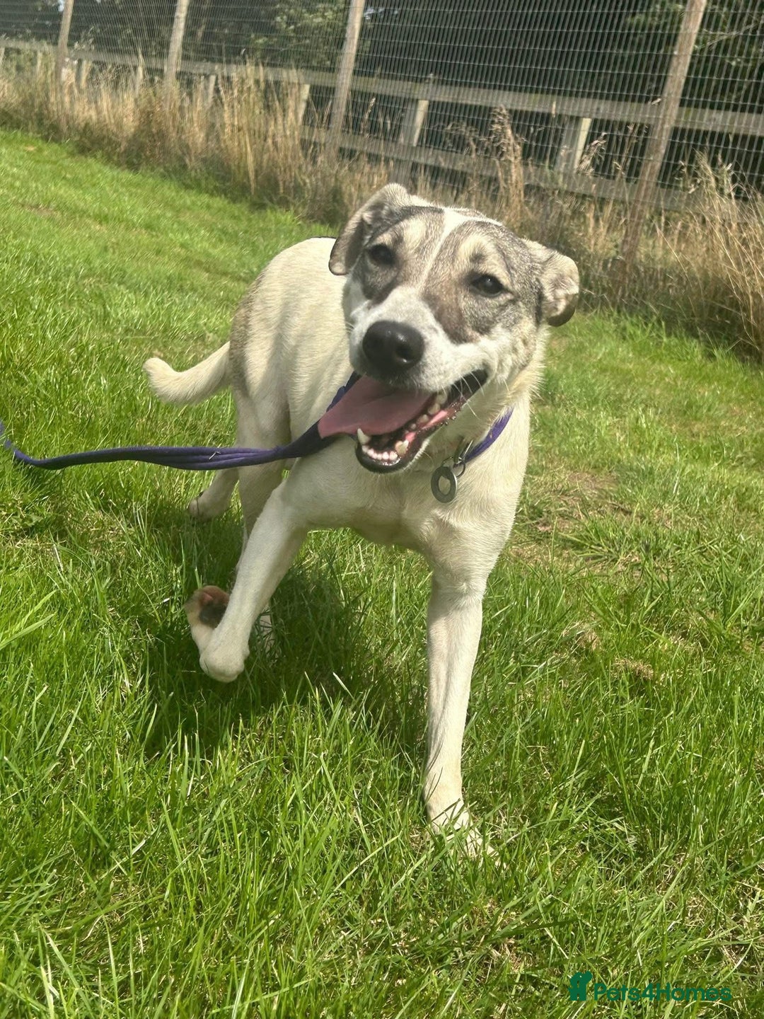 Mixed Breed dogs for adoption: Lotty (2) Norwich Norfolk  - Image 2