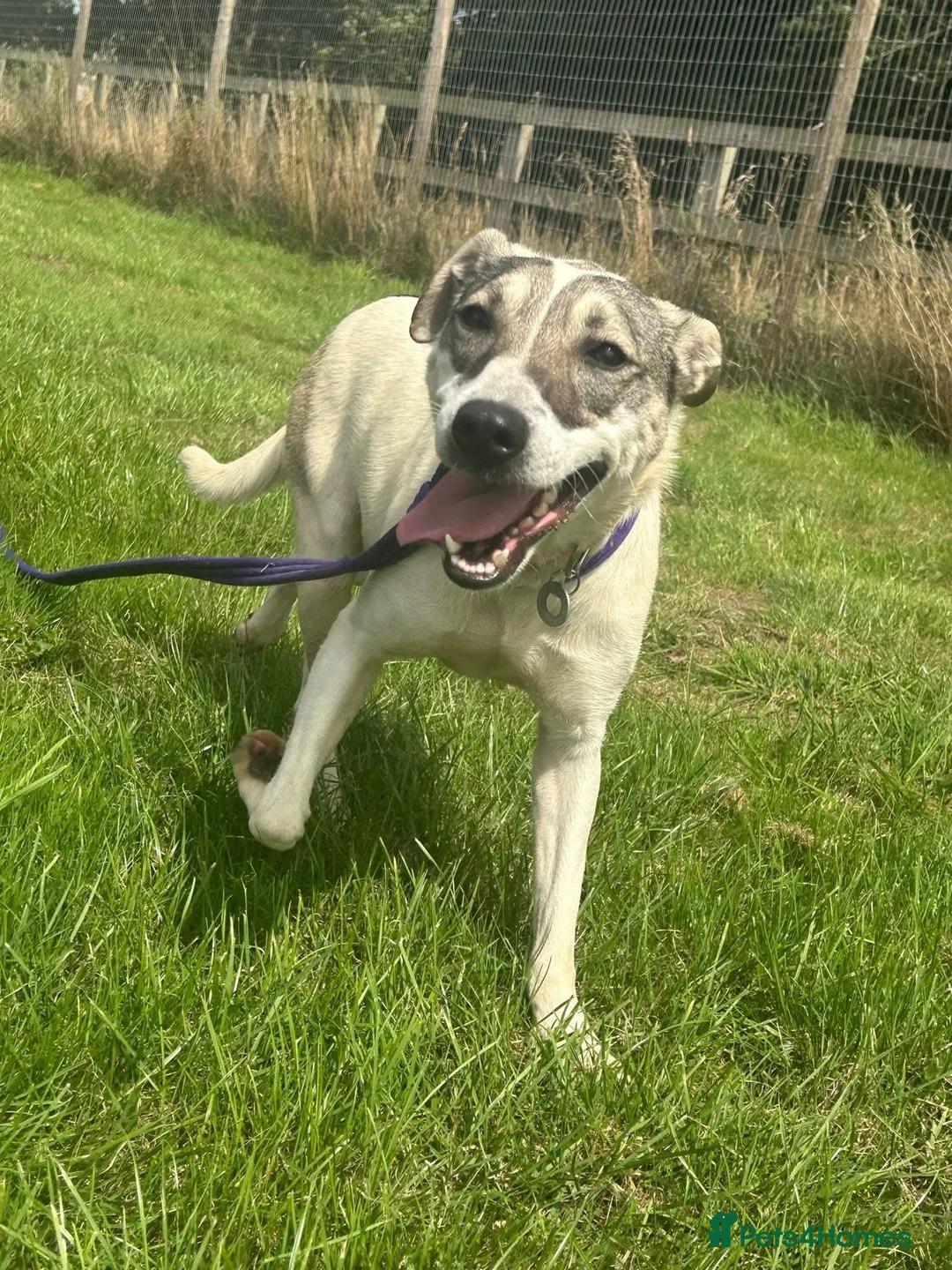 Mixed Breed dogs for adoption: Lotty (2) Norwich Norfolk  - Advert 2