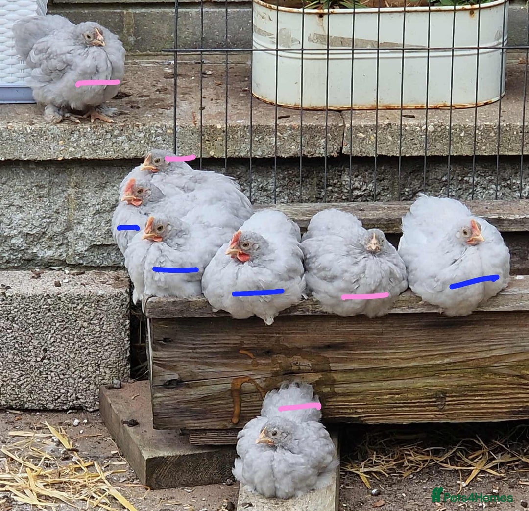 Chickens poultry for sale: Lavender cuckoo pekins - Advert 1