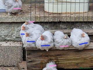 Chickens poultry - Advert 1