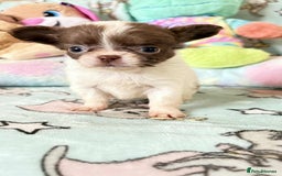 Chihuahua dogs for sale: Chihuahua - Image 4