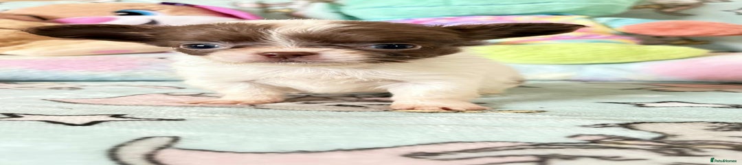 Chihuahua Puppy 3