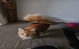 Maine Coon cats for sale: Male main coon - Image 3