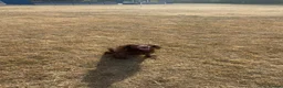 Sprocker dogs for sale: Sprocker X springer spaniel  in Barnsley - Advert 7
