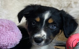 Border Collie dogs for sale: KC Reg Border Collies Puppies Health Tested Lines - Image 6