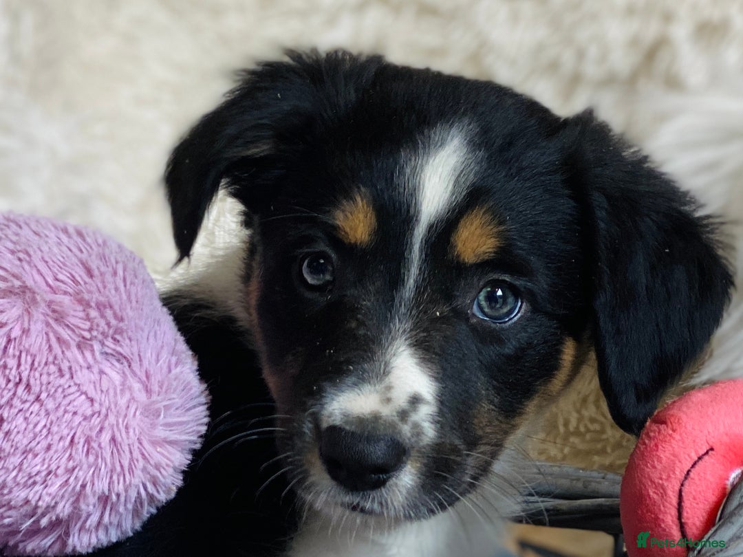 Border Collie dogs for sale: KC Reg Border Collies Puppies Health Tested Lines - Image 6