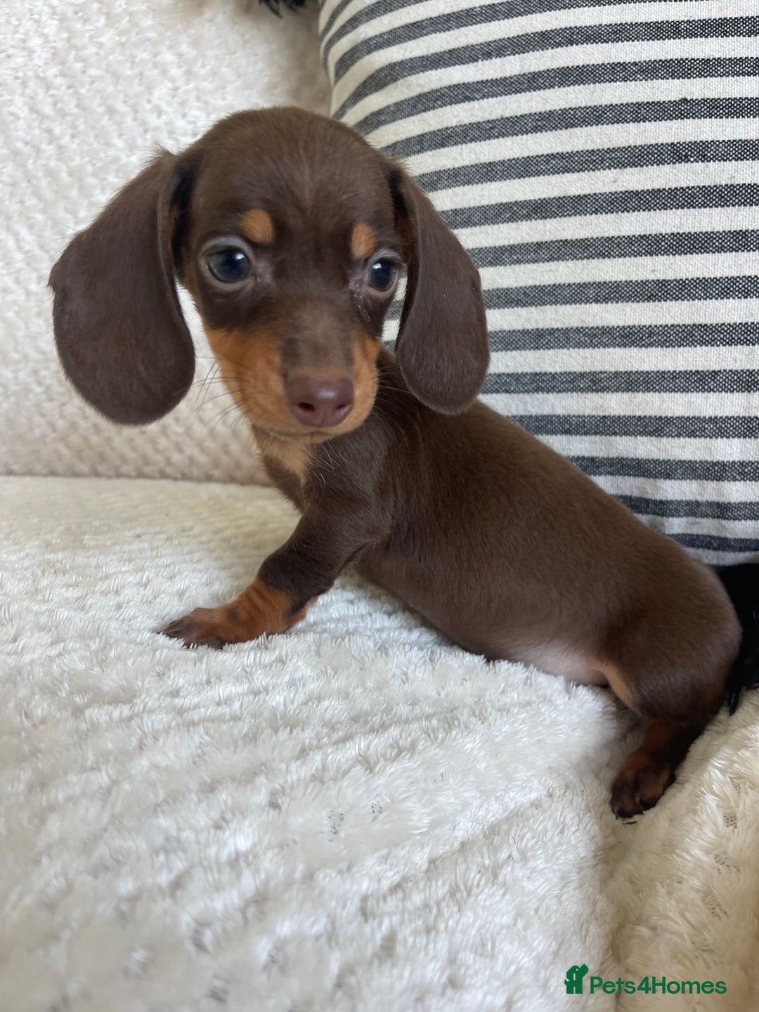 Premier Pups Cheap Small Puppies For Sale Near Me Dapple Dachshund