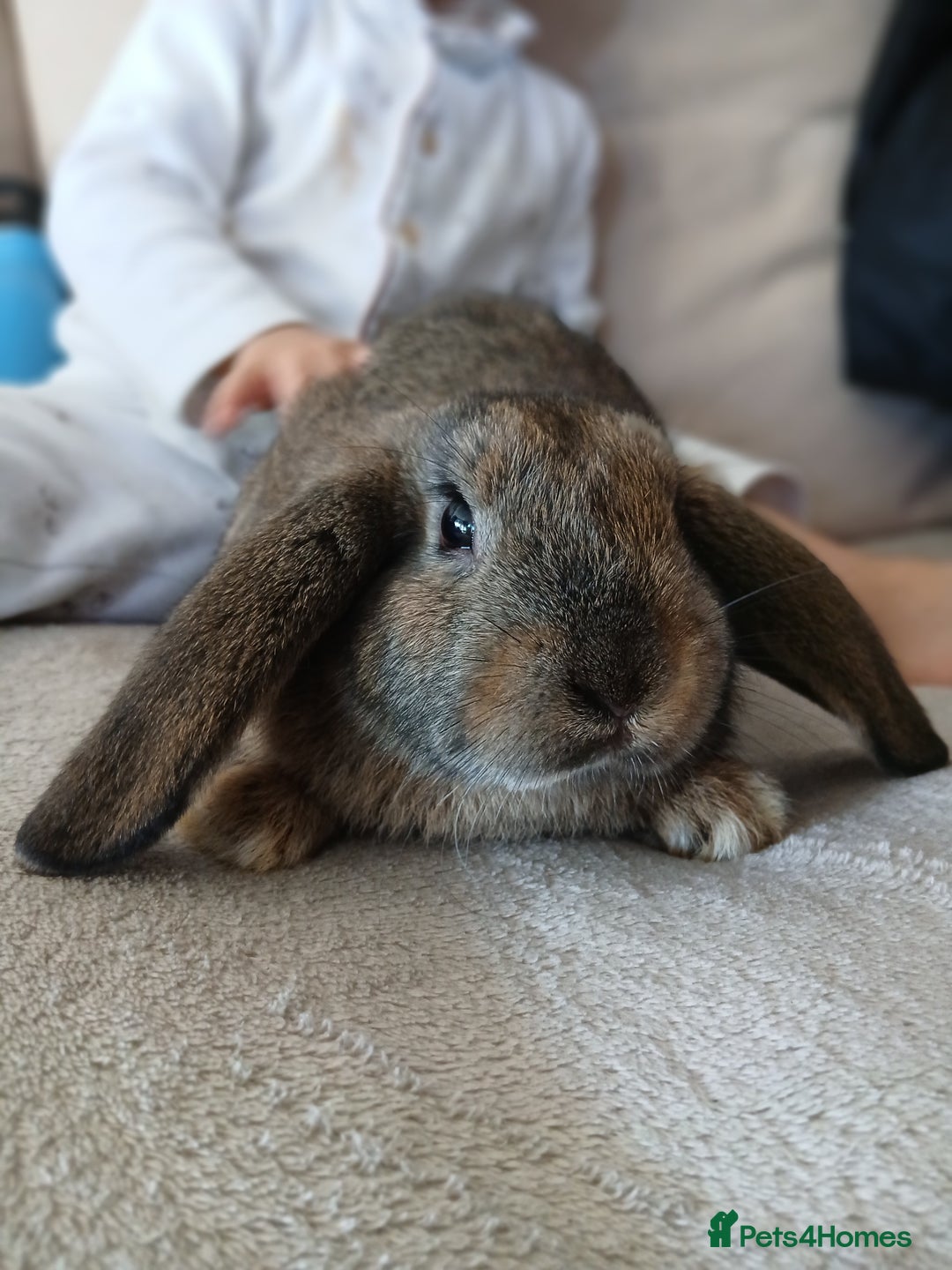 Mixed Breed rabbits for sale:  rabbits - Advert 3
